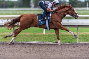 Preakness Betting Sites 2018 Good Magic